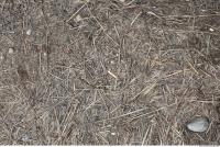 Photo Texture of Grass Dead 0004